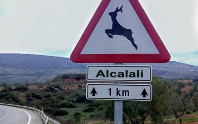 Cobertura de atropello de animales