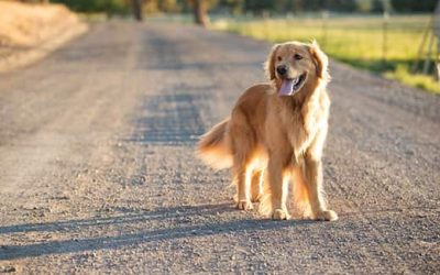 ¿Cubre el seguro de coche el atropello de un perro?